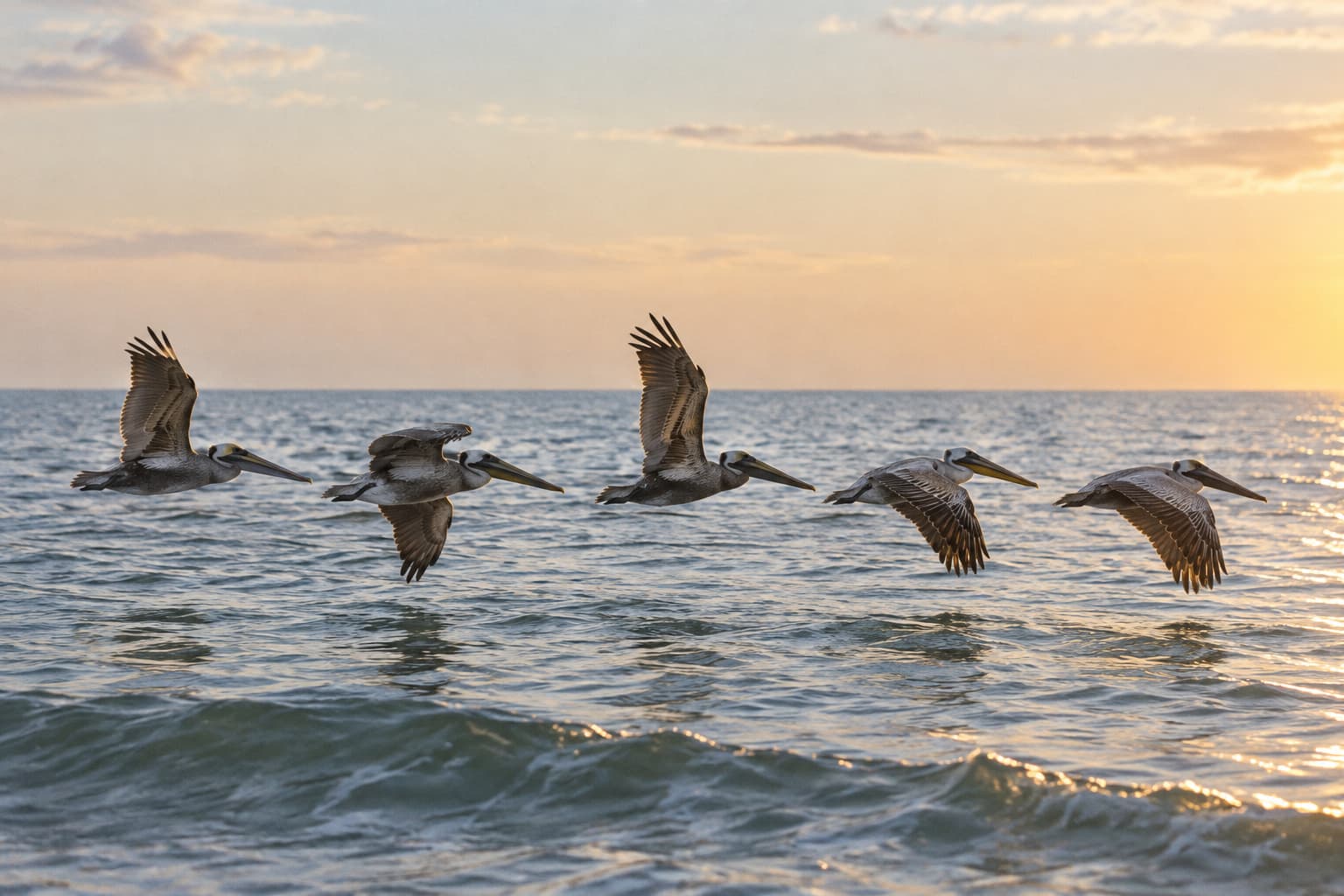 A formation of brown pelicans flying low together over the ocean at sunset